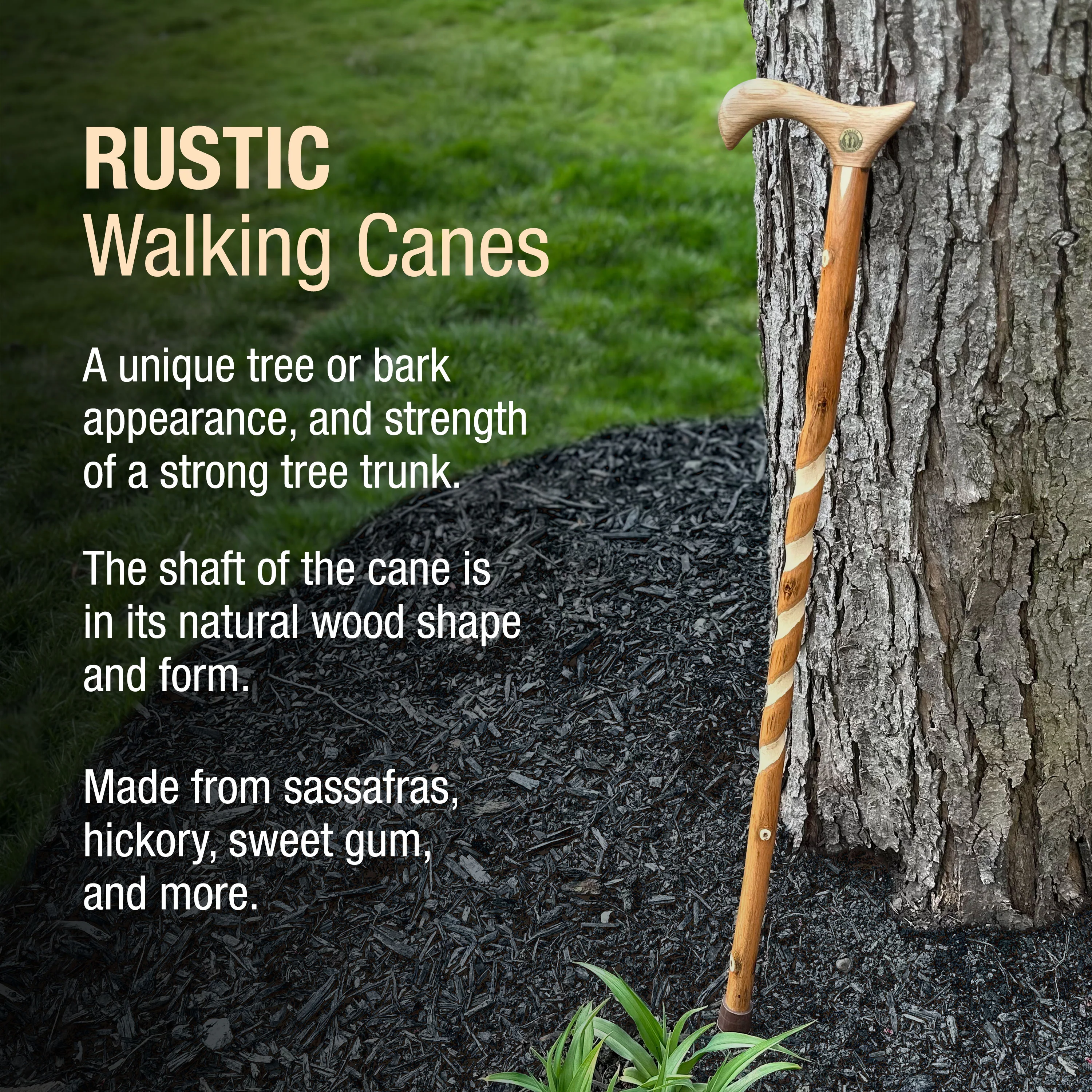 Twisted Hickory Derby Rustic Walking Cane - Image 4