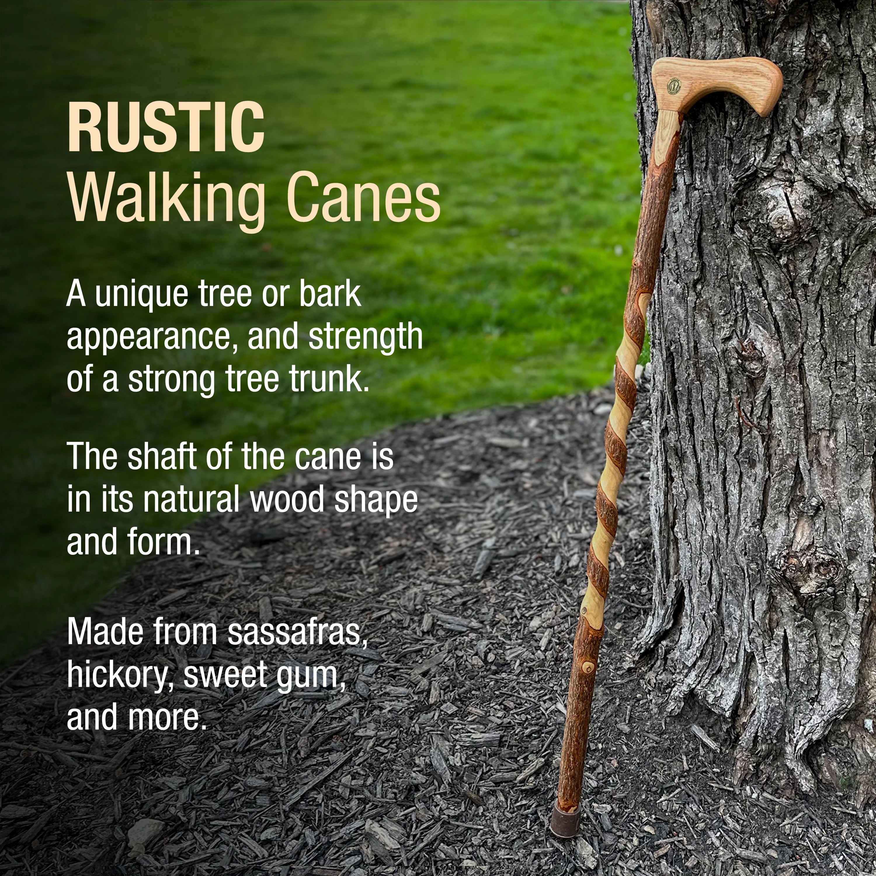 Twisted Sassafras Traditional Rustic Walking Cane 37" - Image 4